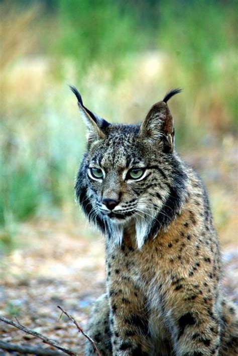 The world’s five most endangered wild cats - Nexus Newsfeed