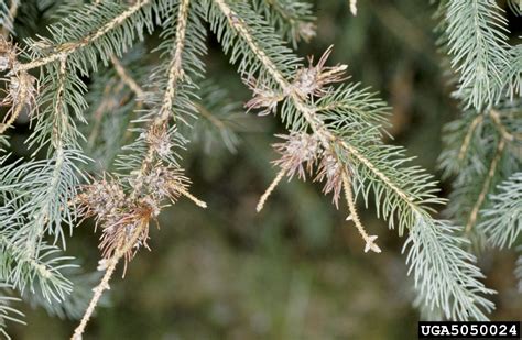 Cooley spruce gall adelgid (Adelges cooleyi)