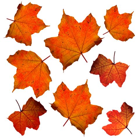 Free photo: Fall, Leaves, Leaf, Isolated - Free Image on Pixabay - 331485