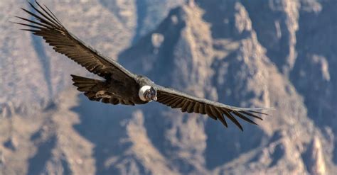 The Top 9 Largest Flying Birds in the World By Wingspan - A-Z Animals