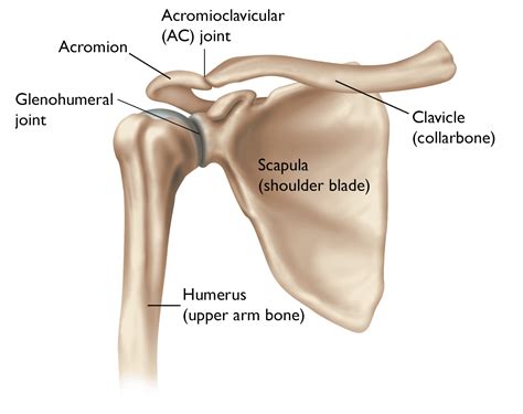 Arthritis of the Shoulder - OrthoInfo - AAOS