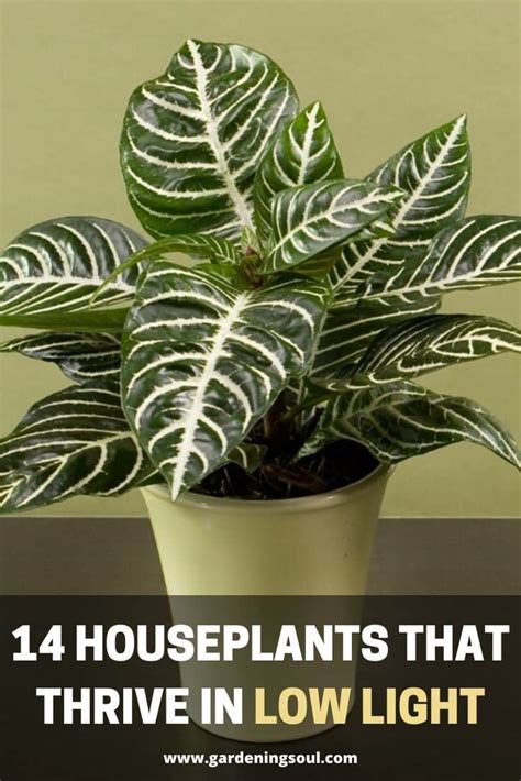 14 Houseplants That Thrive In Low Light - Gardening Soul