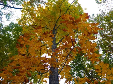 hickory tree leaves and nuts - Flossie Flagg