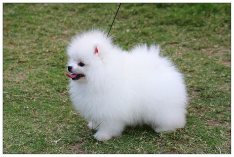 Pomeranian Puppies Pictures Photos Pics