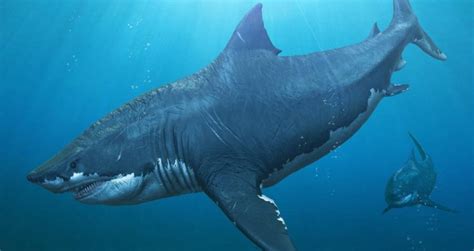 Megalodon: The Biggest Shark To Ever Live