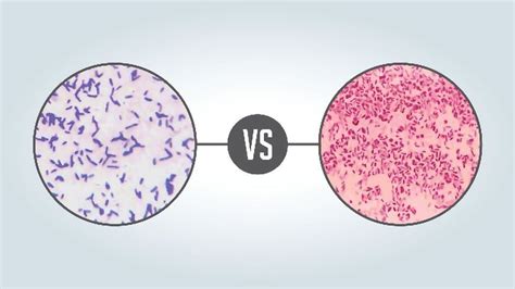 Bacterias Gram Negativas Y Gram Positivas