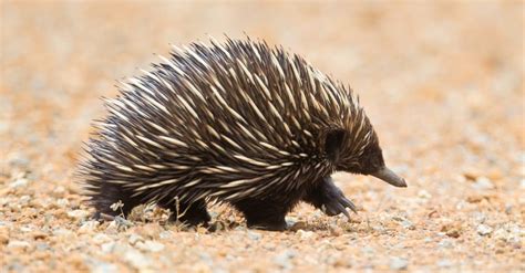 Echidna vs Hedgehog: What’s the Difference? - A-Z Animals