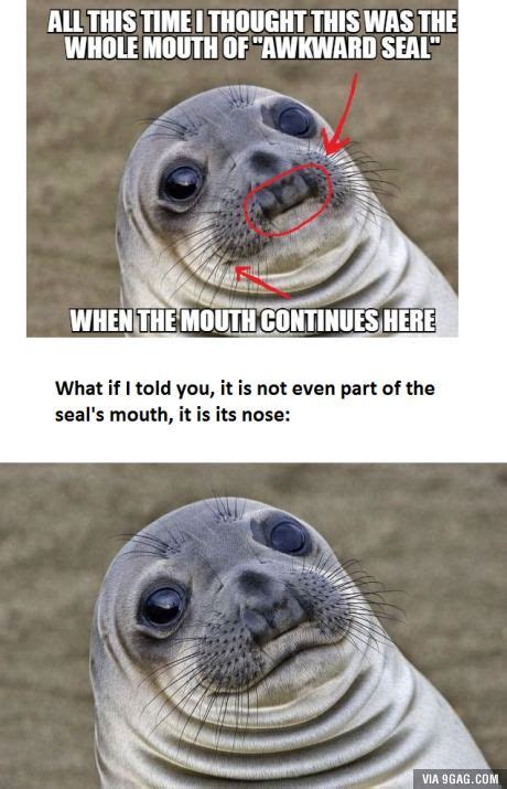 Here is the original (awkward) seal, it has actually a quite normal mouth | Funny animal memes ...