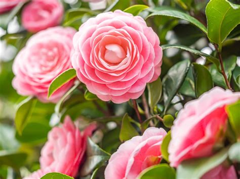 Essential Camellia Japonica Plant Care Tips for Success - Petal Republic