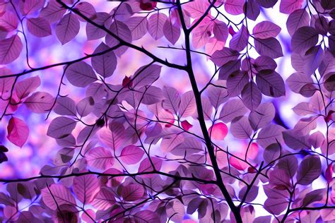 Photo of purple flowering tree HD wallpaper | Wallpaper Flare