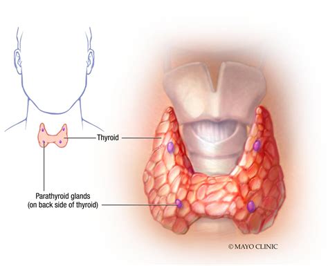 Parathyroid Gland Location