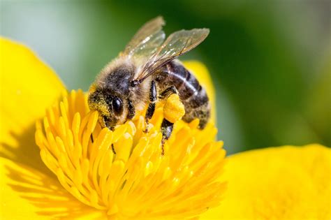 Puerto Rico's 'Gentle Killer Bees' Could Save the World's Honey