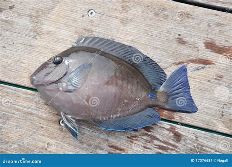 Atlantic Blue Tang Fish Stock Image - Image: 17376681