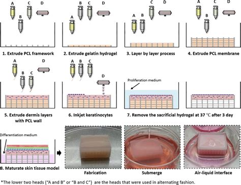 POSTECH UNIVERSITY DEVELOPS 3D BIOPRINTING TECHNIQUE THAT GROWS HUMAN ...