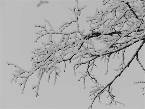 Free Images : tree, forest, branch, winter, black and white, trunk, twig, aesthetic, sketch ...