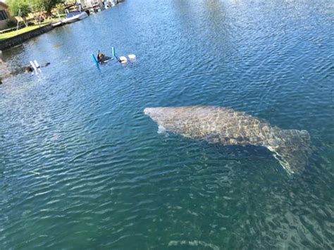 Crystal River Manatee Tours On Manatee Fun