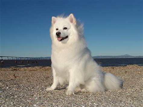 American Eskimo Dog Is A Mixed Breed