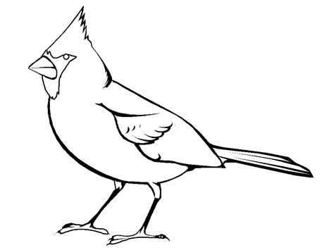 Cardinal Bird Drawing Outline ~ How To Draw Cardinal Bird Coloring Page : Coloring Sun ...