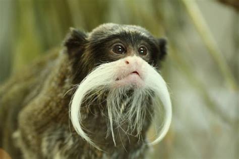 Emperor Tamarin Monkey | Funny Pictures, Quotes, Pics, Photos, Images. Videos of Really Very ...