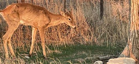 Identify & Report Sick Deer - CWD - Diseases - Wildlife - TPWD