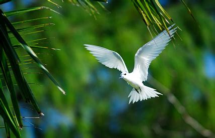 Wildlife of the Seychelles archipelago