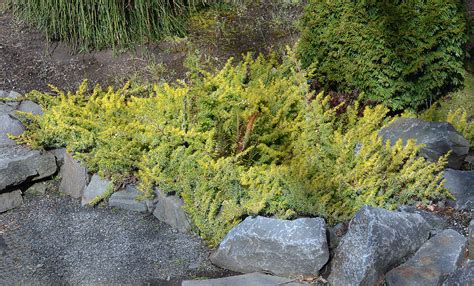 Juniperus conferta 'All Gold' | Landscape Plants | Oregon State University