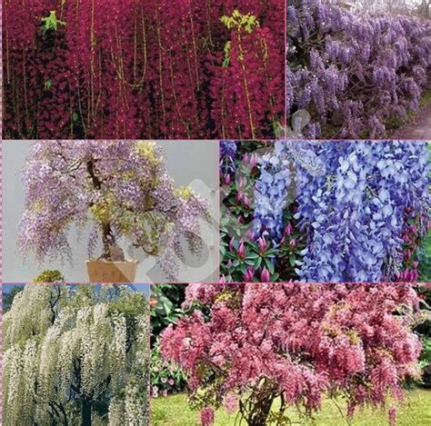 Mixed 6 Colors of Wisteria 10 seeds japanese Wisteria | Etsy