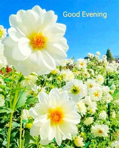 Good Evening Flowers Images