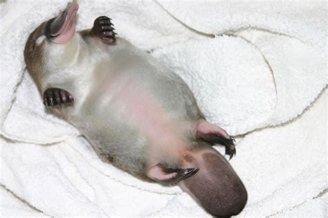 Incredible Duck Billed Platypus Baby Ideas - quicklyzz