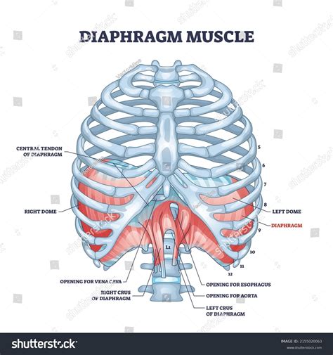 Diaphragm Muscle Body Ribcage Dome Muscular Stock Vector (Royalty Free) 2155020063 | Shutterstock