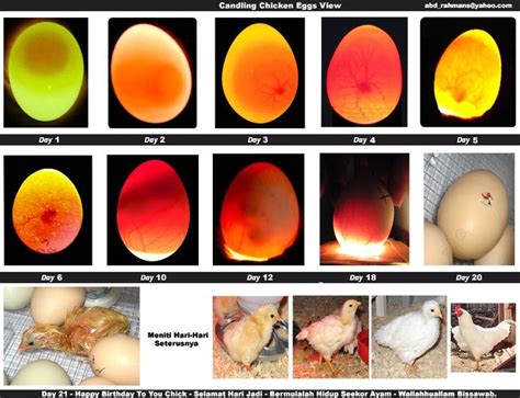 Hatching eggs? Here is what to look for when you are candling ...