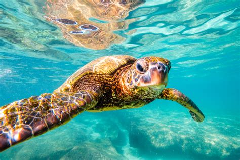 Turtle Feeding - Green's Breeding Bay - Cayman Turtle Centre