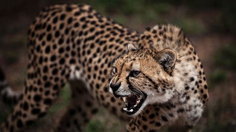 Report: Cheetahs Headed for Extinction - InsideHook