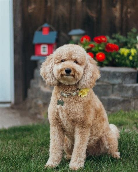 Mini Goldendoodle Lifespan And Its Common Health Issues - The Goody Pet