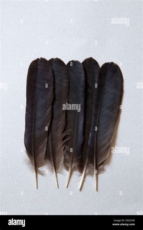 Black raven feathers on gray background Stock Photo - Alamy