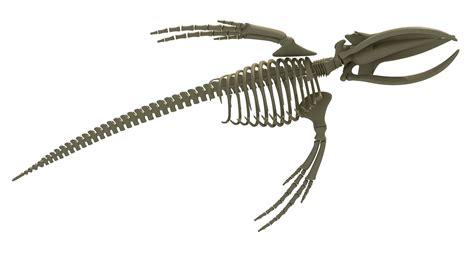 Humpback Whale Skeleton | Animal skeletons, Whale, Humpback whale