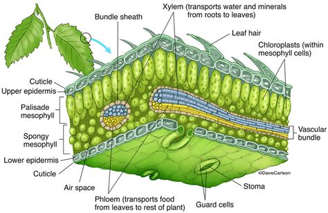 Leaf Structure Internal Features Diagram | Quizlet