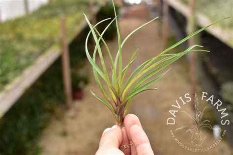 Tillandsia cyanea | Davis Farms Wholesale Tillandsias