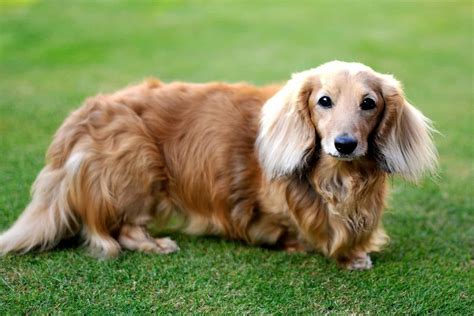 Cream Long Haired Dachshund: The Ultimate Dachshund Guide