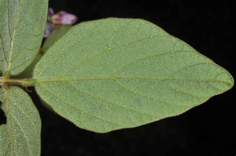 Desmodium plant5 (Fabaceae) image 67422 at PhytoImages.siu.edu