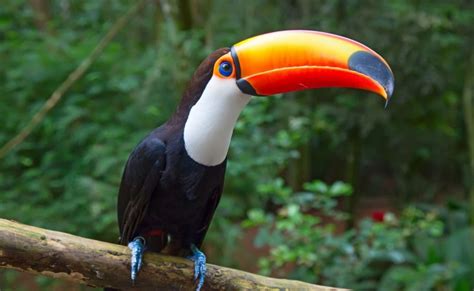 Toco Toucan - Animals