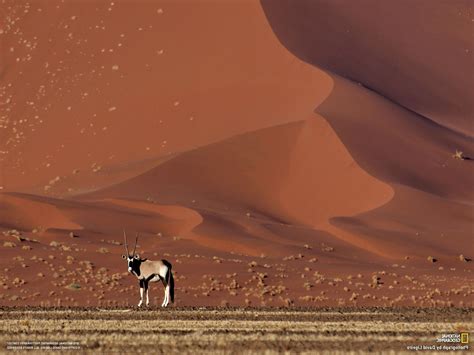 National Geographic, Desert, Sand, Dune, Animals Wallpapers HD ...