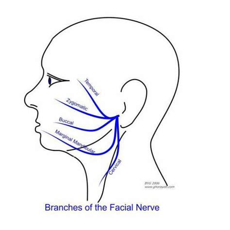 Branches of the Facial Nerve * Otolaryngology Houston