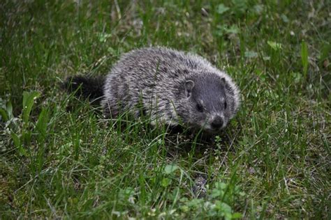 Groundhog Removal & Trapping In Chapel Hill NC