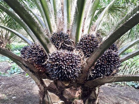 Cara Budidaya Kelapa Sawit Hingga Panen, Terbukti Panen Berlimpah