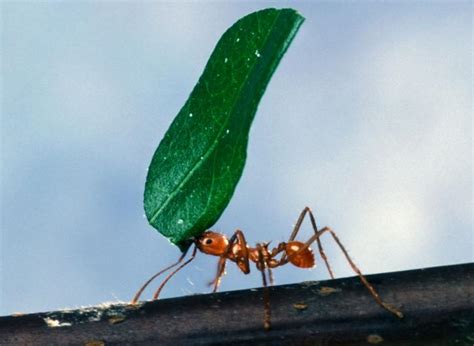 Free picture: worker, ant, carrying, leaf