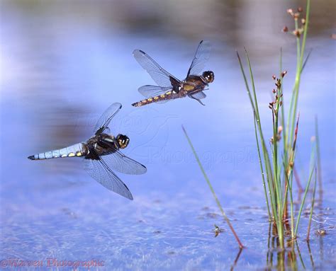 Dragonflies flying over a pond photo WP07072