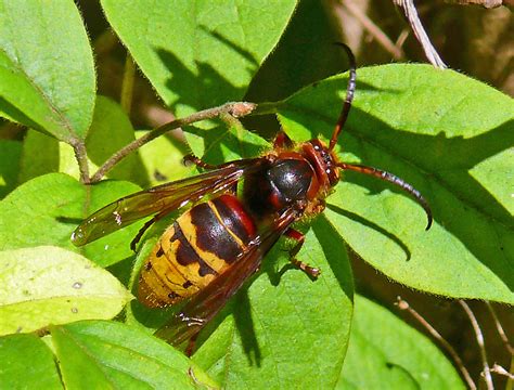 European hornet (Insects of Ohio) · iNaturalist.org