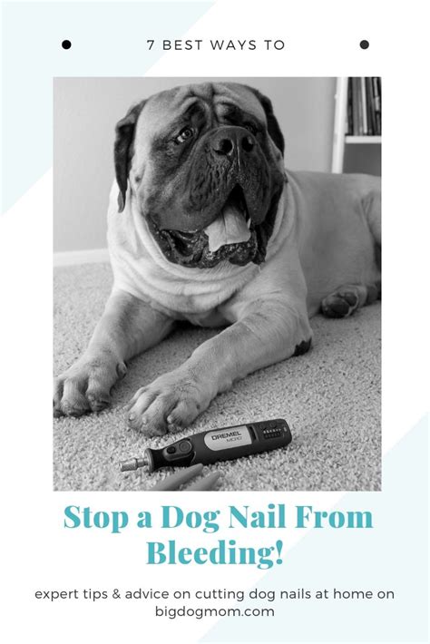 7 Best Ways To Stop Dog Nail Bleeding [DIY FAST!]