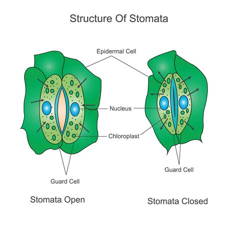 Structure of stomata. Opening and closing of stomata.Biological ...